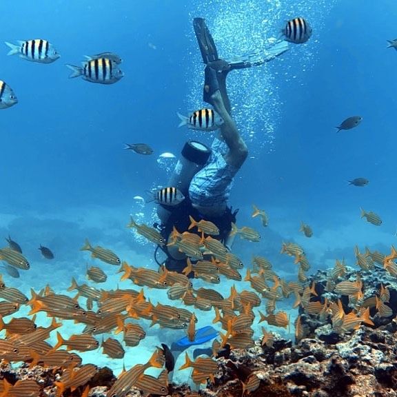 Best Season to Dive